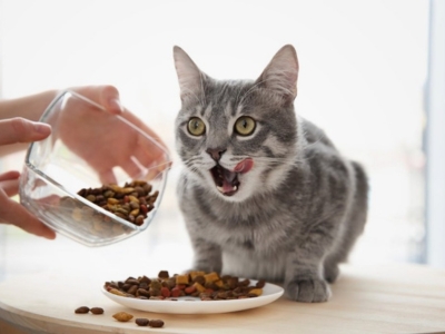 Feed A Cat