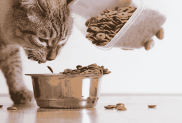 Best Cat Food